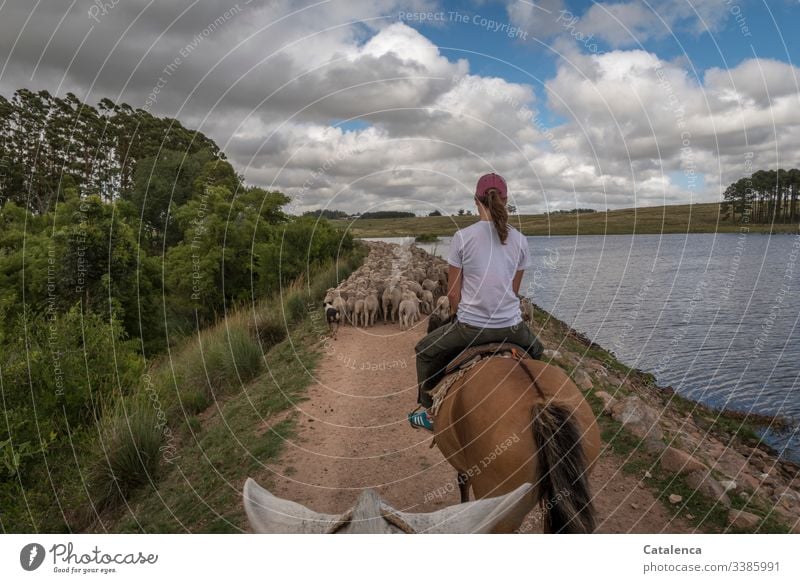 Schafe zu Pferd treiben, an einem Stausee entlang Reiter Himmel Sommer Wolken Seeufer Tier Natur Schafherde Landschaft Tag Tageslicht Weg Hund Eukalyptusbaum