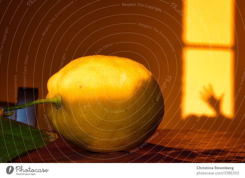 Life of lemon citrus citrus fruit evening mood food juicy moody shadow shadows tuscany tuscany italy volterra yellow yellow background yellow backgrounds