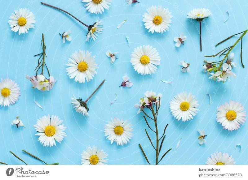 Weiße Wildblumen auf hellblauem Hintergrund Blume Gänseblümchen wild weiß Blütenblätter Liebe romantisch hell-blau flache Verlegung Draufsicht oben Konzept