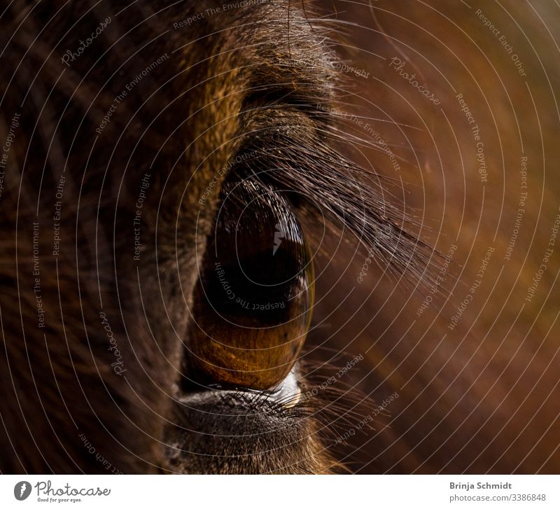 Nahaufnahme eines braunen Auges eines braunen Pferdes Makrofotografie Detail sehen Blick Fuchs Fell Mähne Intensität Pupille Haare Tier Gesicht Kopf Farbfoto