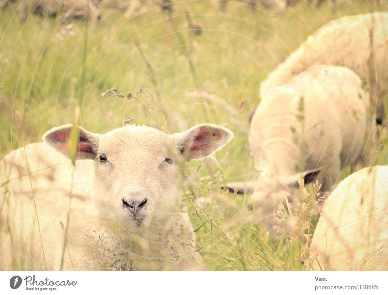 Verflixt und zugeMäht Natur Frühling Gras Wiese Tier Nutztier Schaf 4 Neugier niedlich gelb Farbfoto Gedeckte Farben Außenaufnahme Menschenleer Tag Tierporträt