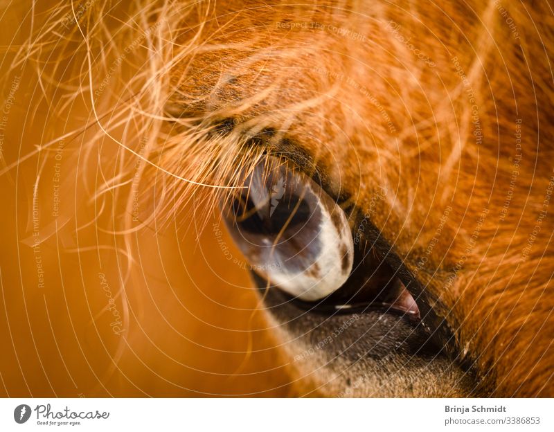 Nahaufnahme eines blaugrauen Auges eines fuchsfarbenen Pferdes Makrofotografie Detail sehen Blick Fuchs Fell Mähne Intensität Pupille Haare Tier Gesicht Kopf