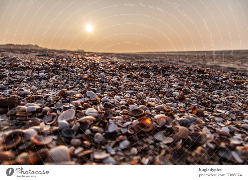 Muscheln am Strand aus der Froschperspektive bei Sonnenuntergang muscheln Meer Küste Nordsee Sonnenlicht Natur Sand Ferien & Urlaub & Reisen Außenaufnahme