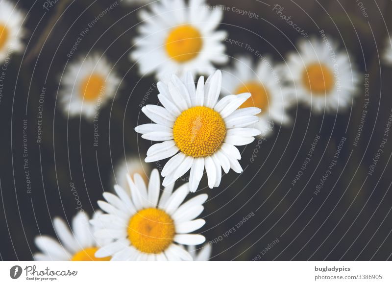 Margeritenblüten in Aufsicht margeriten Blütenpflanze Wildpflanze Wildpflanzen Garten Natur Sommer Blume Außenaufnahme Farbfoto Pflanze Tag Blühend Unschärfe