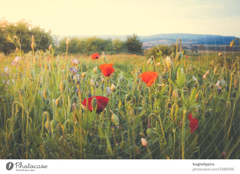 Blumenwiese mit viel Mohn in der Abendsonne Klatschmohn mohnblumen Mohnblüte Gartenblumen wilder Garten Natur Landschaft Sommerabend Pflanze rot Außenaufnahme