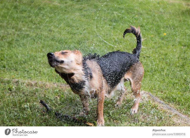 Baby, Baby, schüttel dein Haupthaar für mich Hund nass Fell spritzen schütteln Wassertropfen Freude Farbfoto Schwimmen & Baden Kühlung Außenaufnahme Sommer