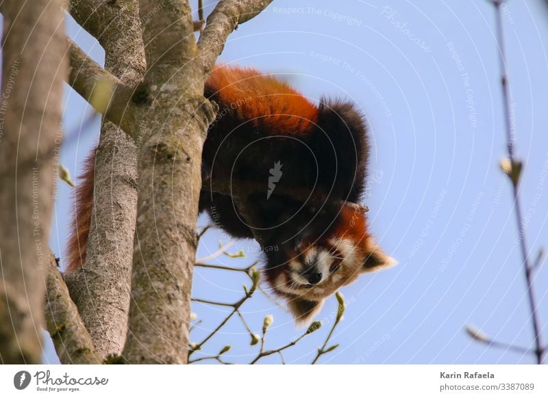 Neugieriger Roter Panda niedlich Natur Tier Tag Außenaufnahme Tierporträt Farbfoto 1 Wildtier Tierwelt Zoo Tiergesicht wild