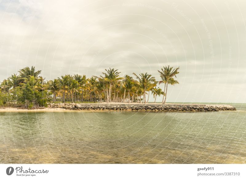 Florida Keys Palme Wasser Ozean Himmel Meer Strand Küste Sand Ferien & Urlaub & Reisen Landschaft Erholung Außenaufnahme Paradies blau Idylle tropisch schön