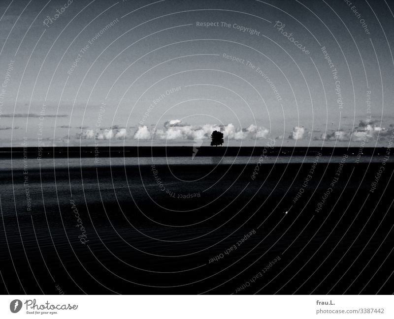 Der einsame Baum am Ufer der Schlei genoss die sanfte Nähe der weißen Schönwetterwolken. Außenaufnahme Wasser Ostsee Ferien & Urlaub & Reisen Meer Ausflug Küste