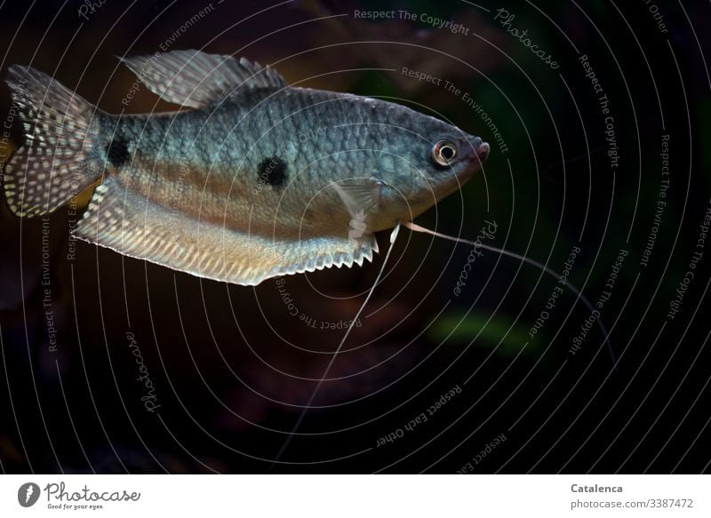 Ein blauer Fadenfisch schwimmt im Aquarium hin und her Tierporträt Schwache Tiefenschärfe Wasser Haustier Unterwasseraufnahme Natur schwimmen 1 schön schwarz