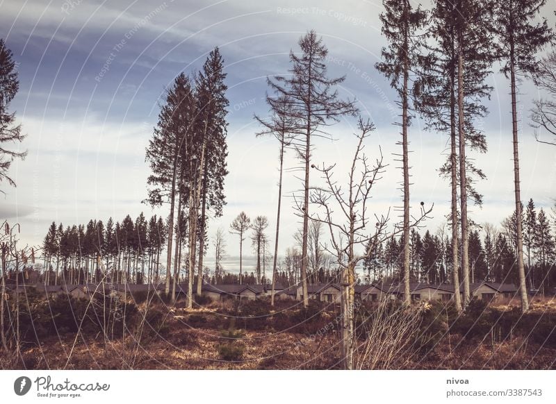 Center Parks Allgäu Center Parcs Landschaft Wald Sturm Winter Hüttenferien Häuser Natur Außenaufnahme Himmel kalt Tag Baum Pflanze Eis Menschenleer Farbfoto