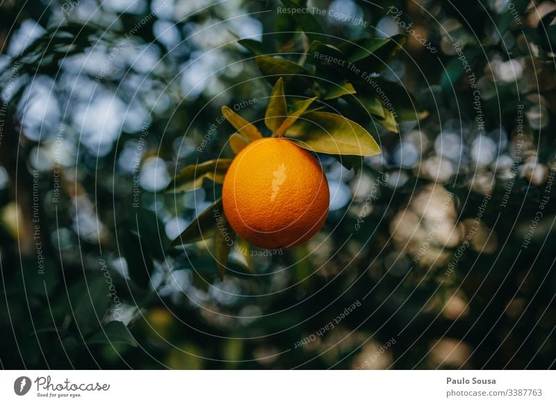 Isolierte Orange in einem Baum orange Nahaufnahme Hintergrund natürlich grün Farbe Detailaufnahme Natur Außenaufnahme Orangenbaum Vitamin C