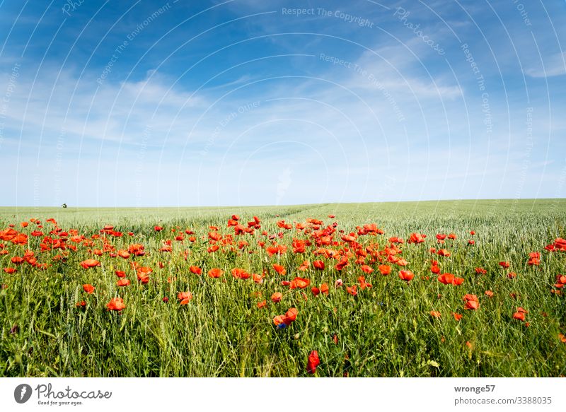 Blühender Mohn am Feldrand (Insel Rügen) Sommer Kornfeld Getreidefeld Mohnblüten Außenaufnahme Farbfoto Menschenleer Natur Tag Landschaft Schönes Wetter Blüte