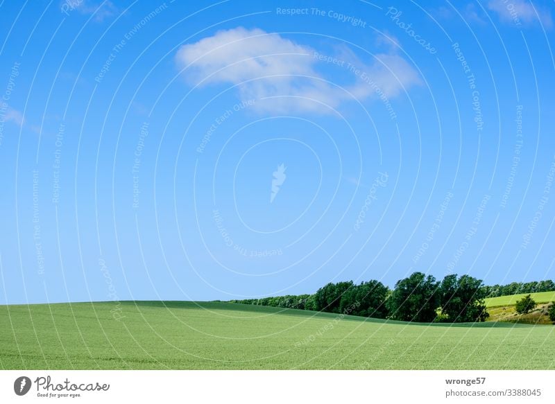 Grünes hügeliges Feld unter blauen Himmel mit ein paar wenigen Wolken grün Kornfeld Frühsommer Frühling wachsen Natur Getreide Landschaft Nutzpflanze