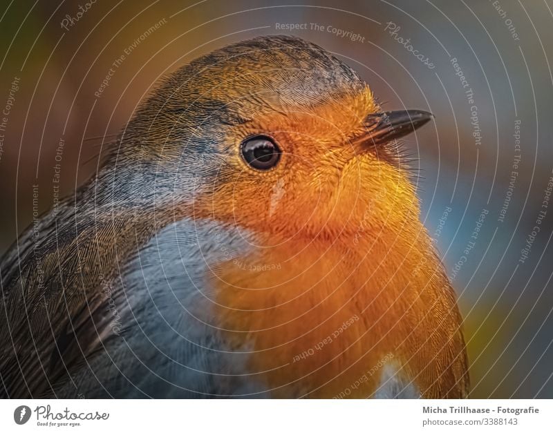 Rotkehlchen Portrait Blick nach vorn Blick in die Kamera Halbprofil Vorderansicht Oberkörper Tierporträt Porträt Sonnenstrahlen Kontrast Schatten Licht Tag