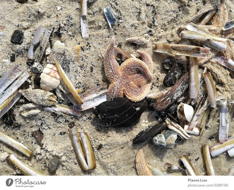 Strandgut - Seestern - Muscheln Sand oliv beige orange Stein Steine Natur Küste Deutschland Nordsee Sylt Ferien & Urlaub & Reisen Meer Nahaufnahme Außenaufnahme