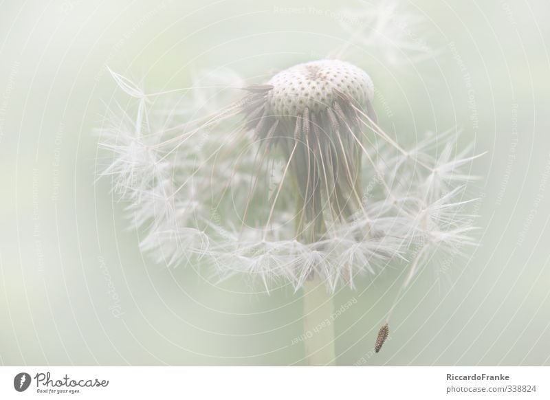 vom Winde verweht Umwelt Natur Pflanze Frühling Blume Blüte Grünpflanze Garten Park Wiese frei kuschlig natürlich weich grün weiß Hoffnung Sehnsucht