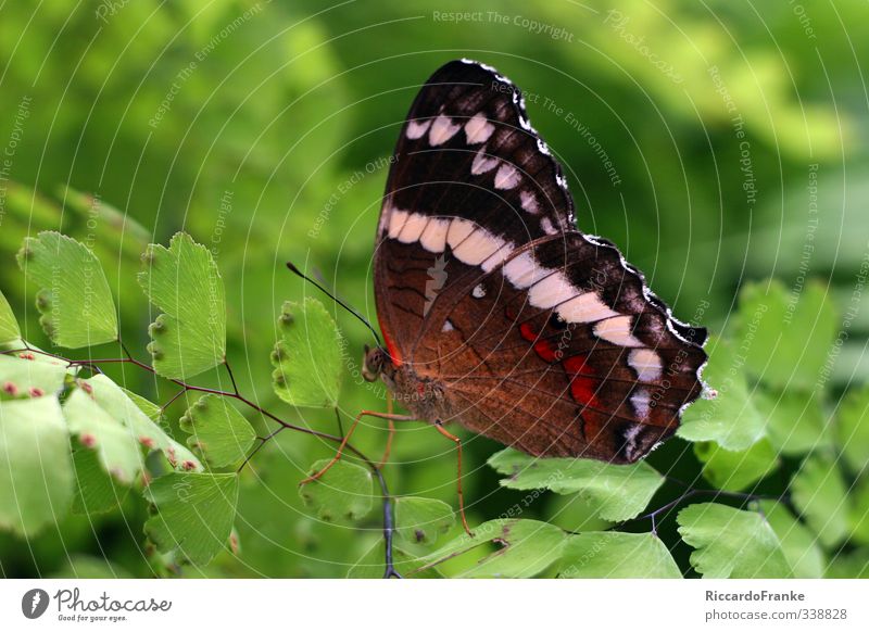 Schmetterling Tier Wildtier 1 sitzen ästhetisch exotisch nah schön braun grün rot schwarz weiß Lebensfreude ruhig Selbstbeherrschung elegant Freiheit Idylle