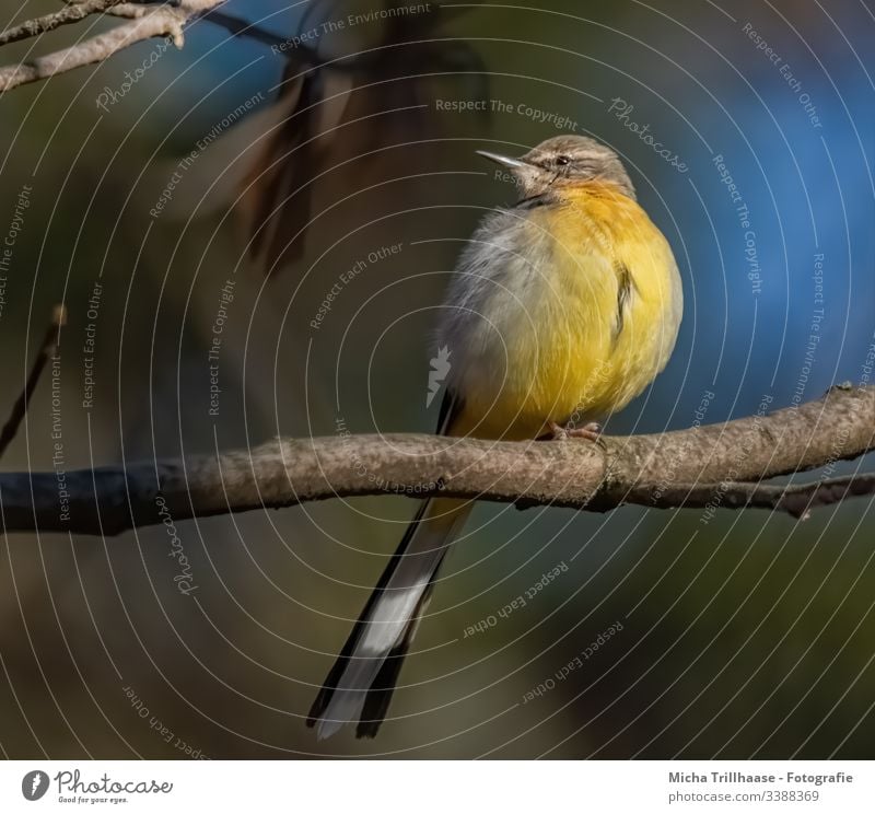 Gebirgsstelze im Sonnenschein Motacilla cinerea Kopf Schnabel Auge Federn Gefieder Beine Krallen Flügel Schwanzfedern Zweige u. Äste Tier Vogel Wildvogel