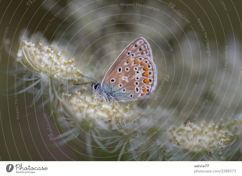 kleiner Falter sitzt auf Blütendolde Natur Pflanze Blume Makroaufnahme Farbfoto Nahaufnahme Doldenblüte Wilde Möhre Bläulinge Schmetterling Insekt Lepidoptera