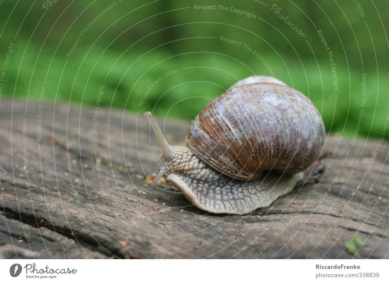 Weinbergschnecke Tier Schnecke 1 sitzen natürlich schleimig braun grün Gelassenheit geduldig Trägheit Geschwindigkeit Farbfoto Außenaufnahme Nahaufnahme Tag