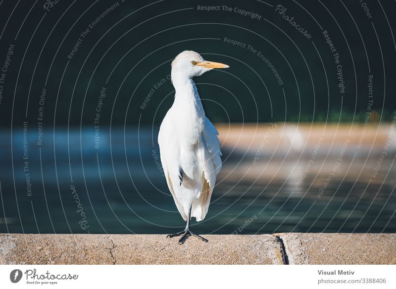 Kuhreiher beim Sonnenbad auf einem Bein stehend Gefieder Tier Vogel Natur im Freien Tiermotive Wirbeltier Tiere in der Wildnis Tierwelt Ein Tier keine Menschen