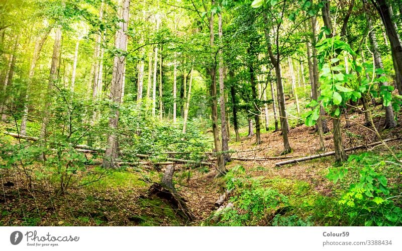 Blick in den grünen Wald Saison Baum Landschaft Sommer Park Natur Umwelt Frühling Ansicht Holz sonnig natürlich Sonnenlicht frisch malerisch im Freien Szene