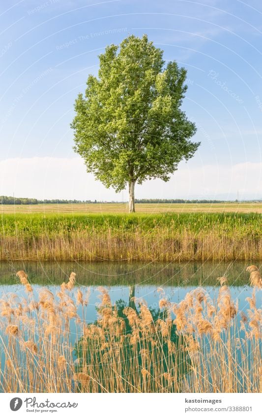 Grüner Baum auf dem Feld am Fluss. Wiese Gras grün Landschaft Natur Himmel Hintergrund Horizont natürlich Sommer sonnig groß Ast Single Umwelt Saison einsam