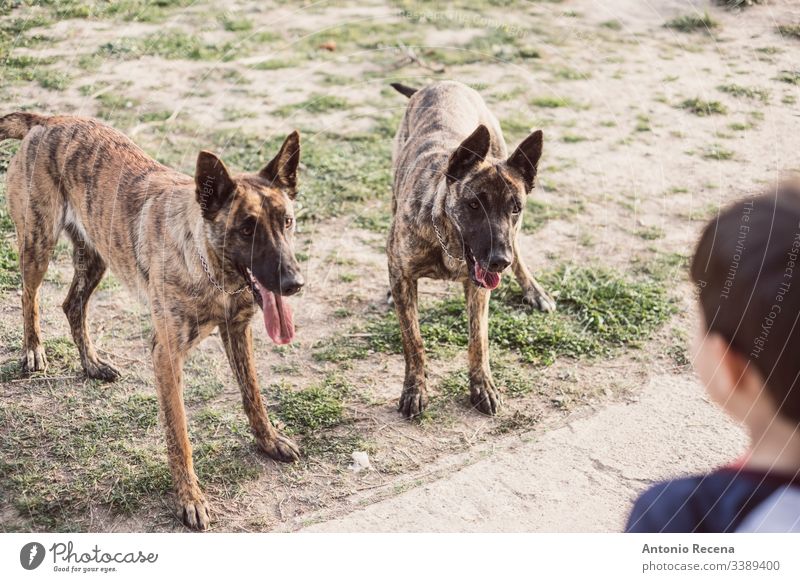 Kleines Kind in die Ecke gedrängt oder mit zwei Hunden spielend Junge Spiele belgien Schäfer Gefahr Tier Haustier 4s 5s Kinder Hinterhof im Freien Frühling