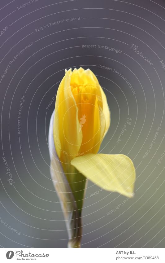 Narzisse osterglocke blume blüte knospe frühling gelb grün aufblühen natur nahaufnahme Pflanze Blüte Farbfoto Blühend Menschenleer frühblüher blütenblatt