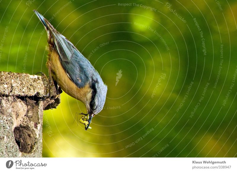 Kleiber mit Futter im Schnabel am Nistkasten Eltern Erwachsene Mutter Vater Kopf Auge Fuß Umwelt Natur Tier Frühling Garten Park Wald Vogel Krallen 1 füttern