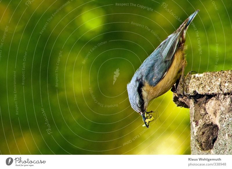 Kleiber mit Futter im Schnabel am Nistkasten Tier Frühling Sommer Garten Park Wald Wildtier Vogel 1 füttern blau gelb gold grau grün Insekten Wurm Farbfoto