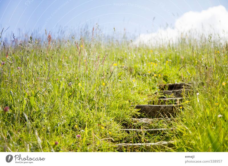 Weg zum Sommer Umwelt Natur Landschaft Himmel Frühling Gras Feld natürlich grün Treppe Farbfoto Außenaufnahme Menschenleer Tag Schwache Tiefenschärfe