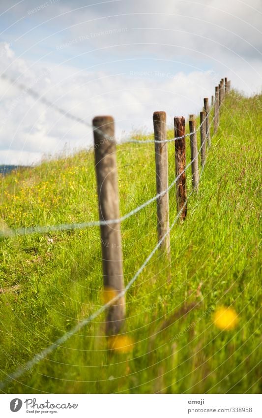 Gewitter Umwelt Natur Sommer Schönes Wetter Grünpflanze Wiese natürlich grün Zaun Zaunpfahl Farbfoto Außenaufnahme Menschenleer Tag Schwache Tiefenschärfe