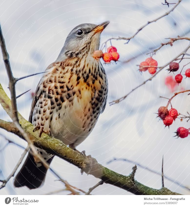 Drossel im Baum Wacholderdrossel Vogel Tier Wildtier Tiergesicht Auge Schnabel Gefieder Federn Natur Kopf Flügel Zweige u. Äste Schönes Wetter Porträt