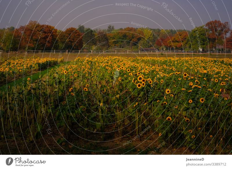 Sonnenblumenmeer Sonnenlicht Blumenfeld Blumenbeet Herbst herbstlich Baum Bäume Feldarbeit Außenaufnahme Natur Menschenleer Licht Spätsommer Altweibersommer