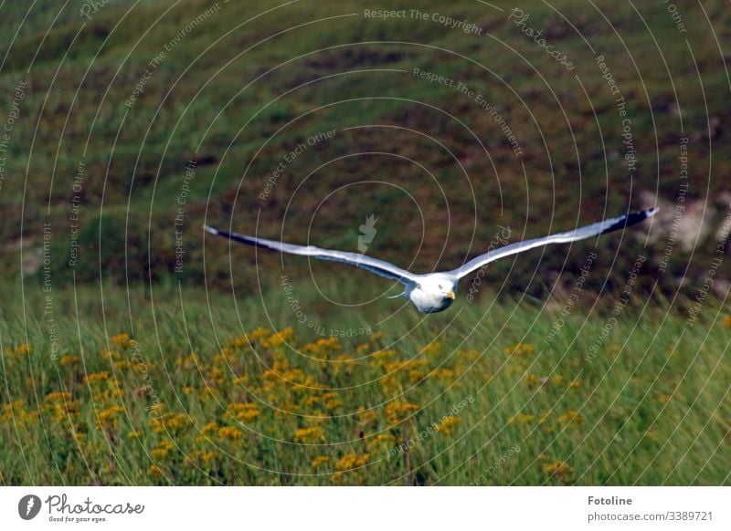 Tiefflug - oder eine Möve fliegt dicht über einer Wiese direkt auf mich zu. Vogel fliegen Flügel Möwe Lachmöwe Feder Schnabel Tier Natur Ornithologie grün weiß