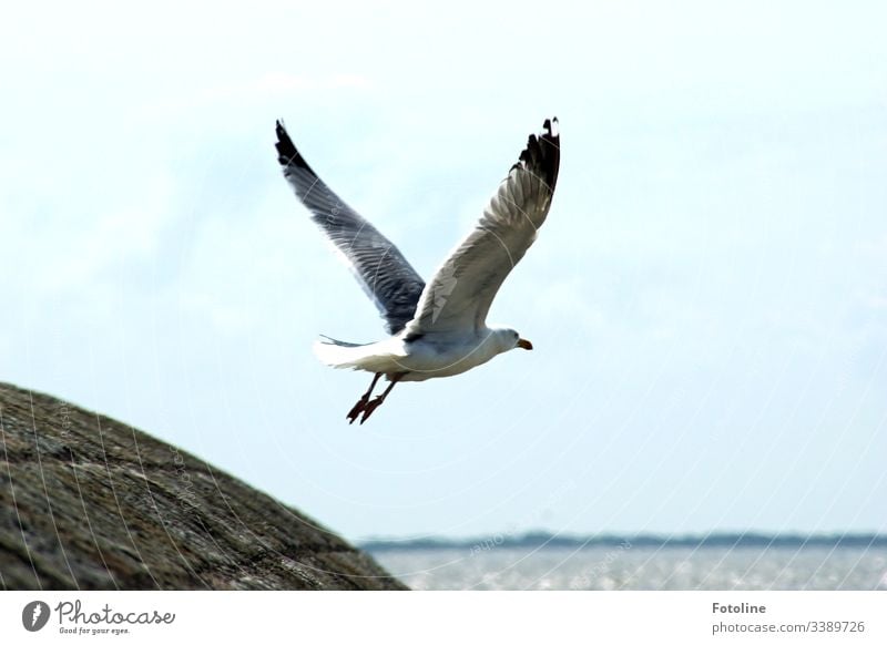 Ich hole mir Frühstück - oder eine Möve fliegt mit ausgebreiteten Flügeln von einem Steindamm los in Richtung Meer Vogel Himmel fliegen blau Freiheit weiß Feder