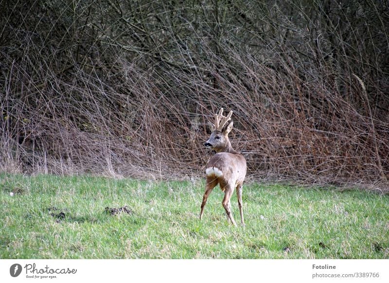 junger Rehbock auf einer Wiese vor dem Gestrüpp Wildtier Tier Außenaufnahme Farbfoto Natur Menschenleer Tag Umwelt natürlich grün Gras braun frei stehen Geweih