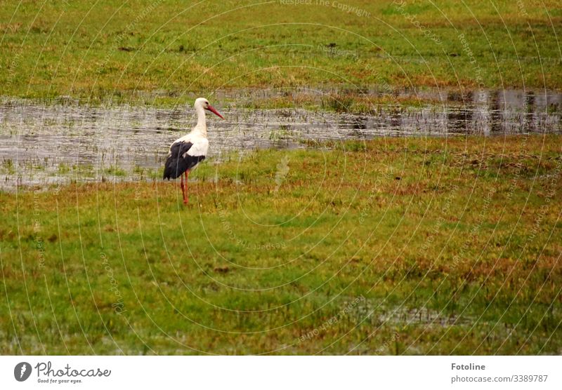 Storch auf einer Wiese die unter Wasser steht Vogel Tier Außenaufnahme Farbfoto Wildtier Tag Natur Menschenleer Tierporträt Umwelt weiß Weißstorch Schnabel