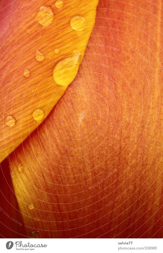 zarte Berührung 1 Pflanze Wasser Wassertropfen Frühling Blume Tulpe Blüte Duft orange schön weich Regen Tau Blütenstrucktur Blütenform Anmut Farbfoto