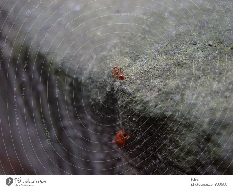 the ant on the cliff Ameise Insekt Natur Stein Farbe Makroaufnahme