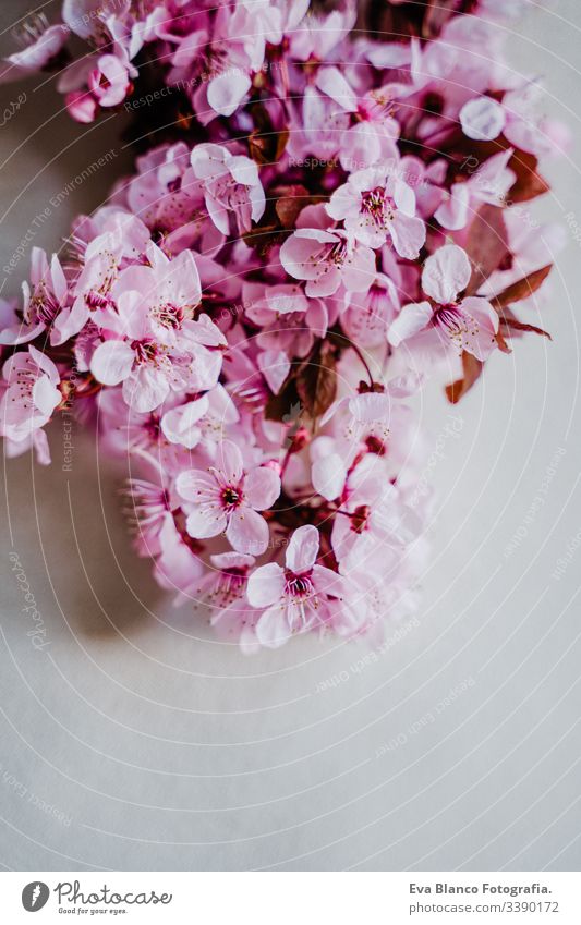 Frühlingsbordüre oder Hintergrundkunst mit rosa Blüte. Wunderschöne Naturszene mit Mandelbaumblüten im Innenbereich. Frühling Blumen Überstrahlung Blumenstrauß