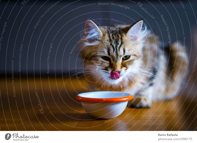 Naschkatze Katze Kätzchen Tier Haustier Farbfoto Tierporträt mehrfarbig niedlich schön Tierjunges Innenaufnahme Tiergesicht hungrig Zunge Menschenleer Tag Fell