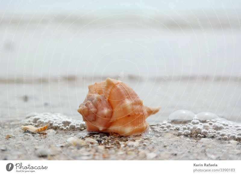 Muschel in der Brandung Meer Sandstrand Wasser Strand Küste Farbfoto Außenaufnahme Wellen Ferien & Urlaub & Reisen Menschenleer Sommer nass ruhig Schönes Wetter