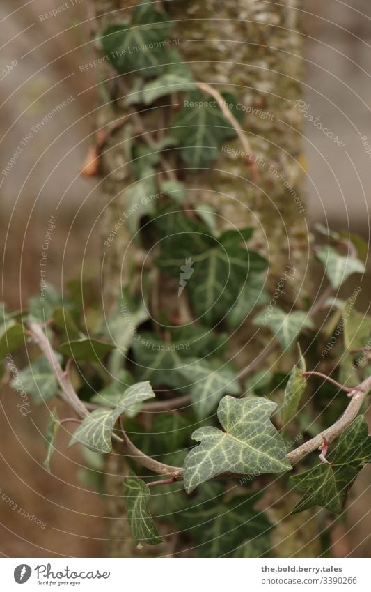 Efeuranke mit Baumstamm Pflanze efeuranke Efeublatt grün Natur Außenaufnahme Farbfoto Menschenleer Tag Blatt Grünpflanze Wachstum Licht Schwache Tiefenschärfe