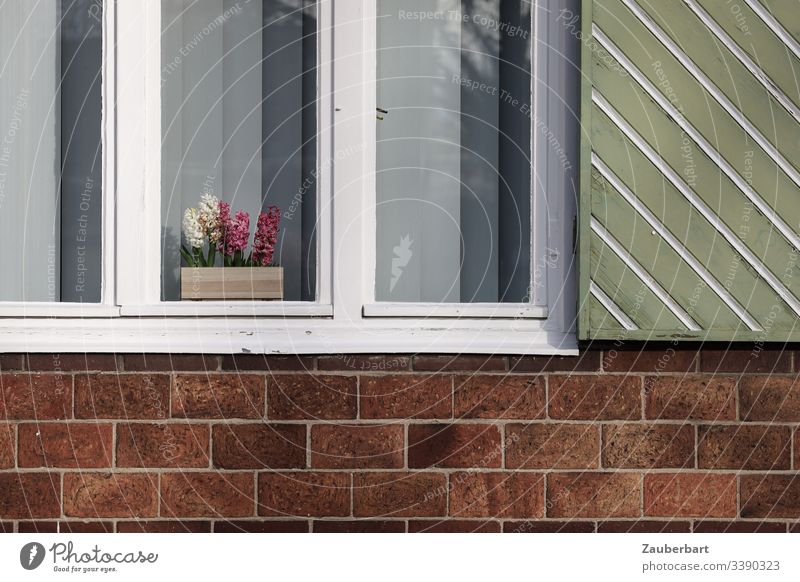 Hyazinthen im weißen Fenster mit grünem Fensterladen an roter Ziegelwand Blume Topfblume Fensterrahmen ziegelrot lindgrün Wand Backstein Ordnung bescheiden