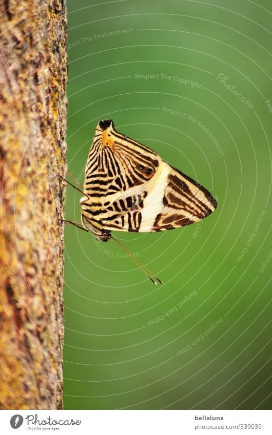 Abwärts Pflanze Baum Gras Sträucher Wiese Tier Wildtier Schmetterling 1 sitzen braun grün schwarz weiß Teneriffa Erholung schlafen Pause Farbfoto mehrfarbig