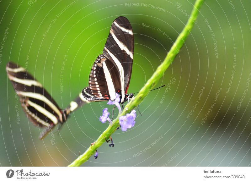 Leise, zarte Klänge. Natur Pflanze Tier Sonnenlicht Frühling Sommer Schönes Wetter Blume Gras Sträucher Wildpflanze Wildtier Schmetterling Tiergesicht Flügel 2