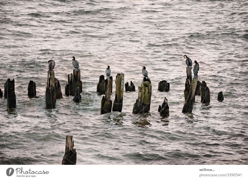 Kormorane sitzen auf Buhnen in der Ostsee Meer See Tiergruppe Neukiefervögel Vogel Wasser Wasservögel Wellen